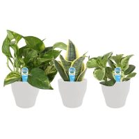 3-Count Costa Farms O2 for You House Plant Collection in 4" Pots