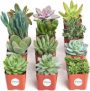 12-Pack 2″ Shop Succulents Unique Collection Live Mini Succulent Plants